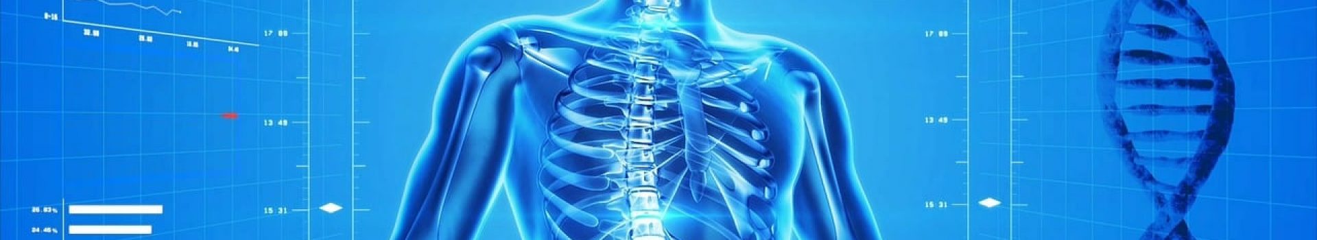 human skeleton, human body, anatomy-163715.jpg